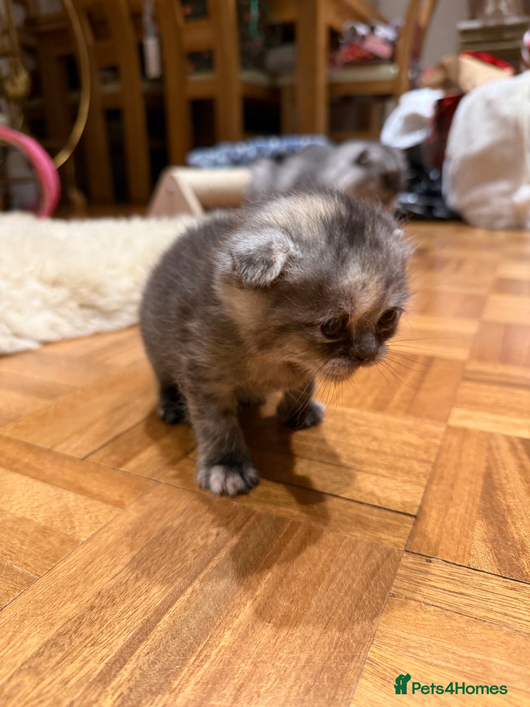 British Shorthair cats for sale: BSH x Fold stunning show kittens  - Advert 33