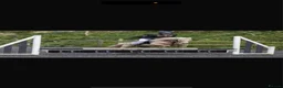 Welsh Section B horses for sale: Fun and forward PC show jumping pony - Advert 7