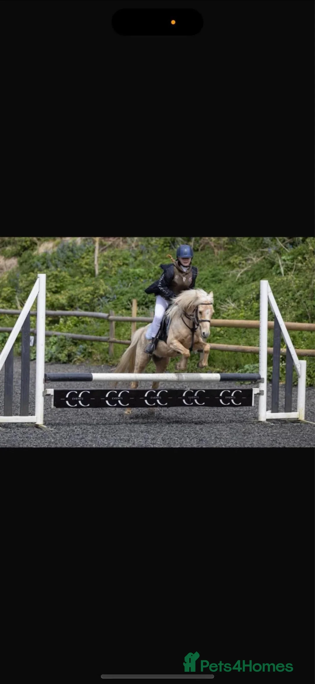 Welsh Section B horses for sale: Fun and forward PC show jumping pony - Advert 7
