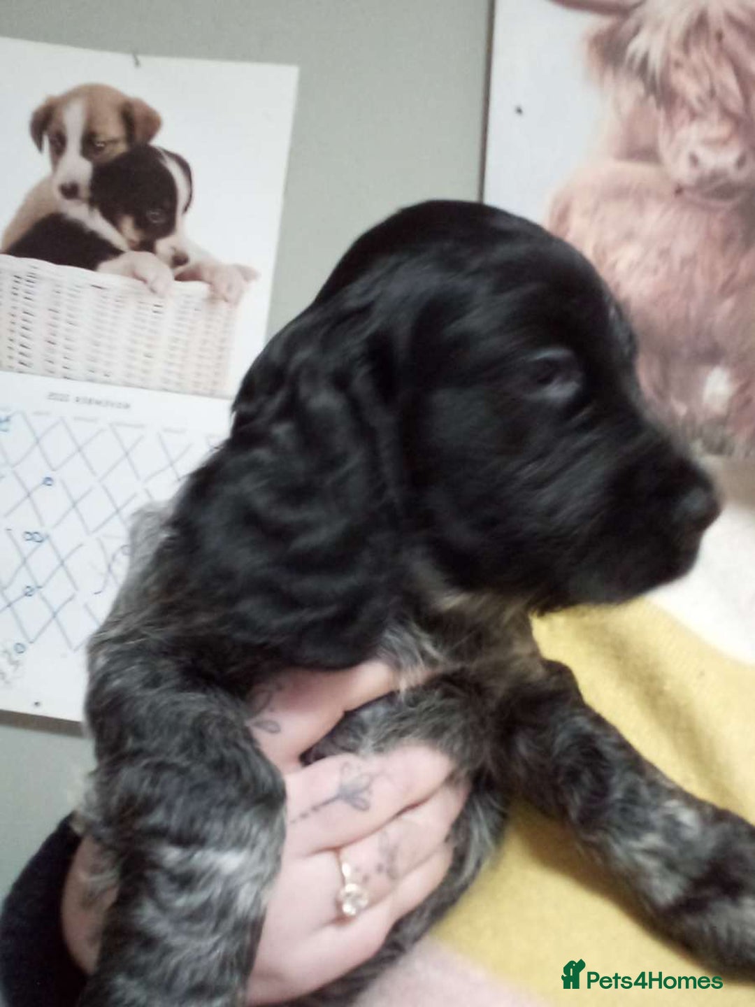 Cocker Spaniel dogs for sale: 1 beautiful roan cocker spaniel left ready   - Advert 3