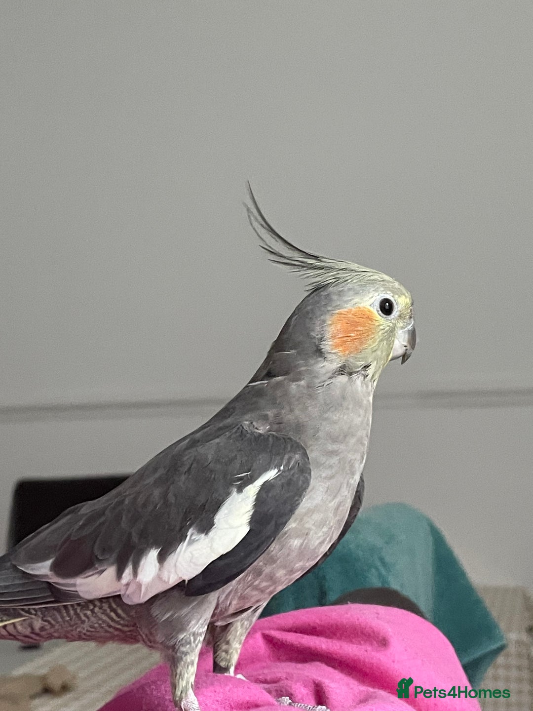 Cockatiels birds for sale: Tamed cocktail for sale - Image 4