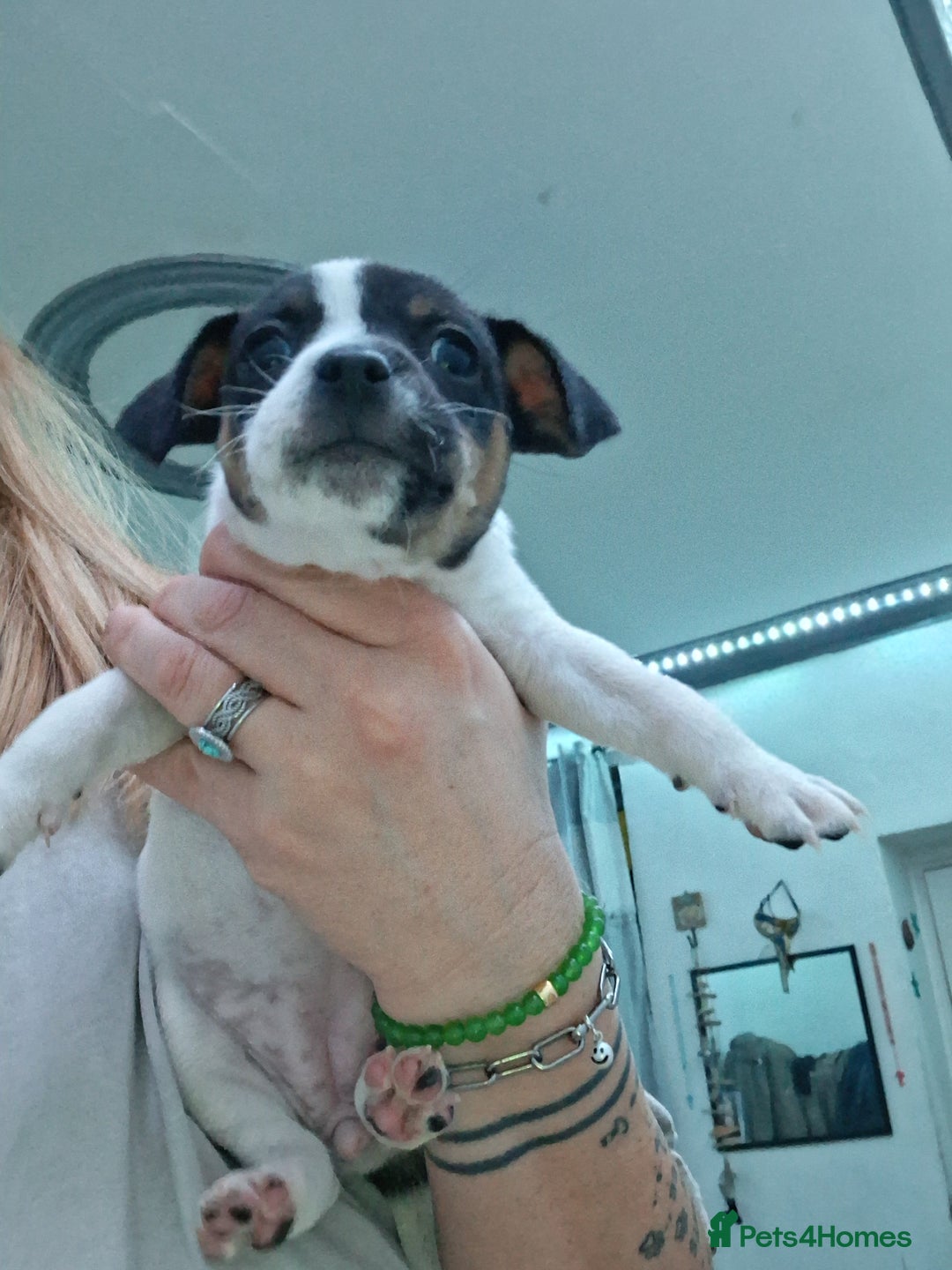 Jack Russell dogs for sale: Jack russel famele - Advert 1