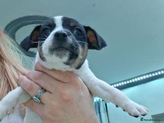 Jack Russell dogs Jack russel famele - Advert 1