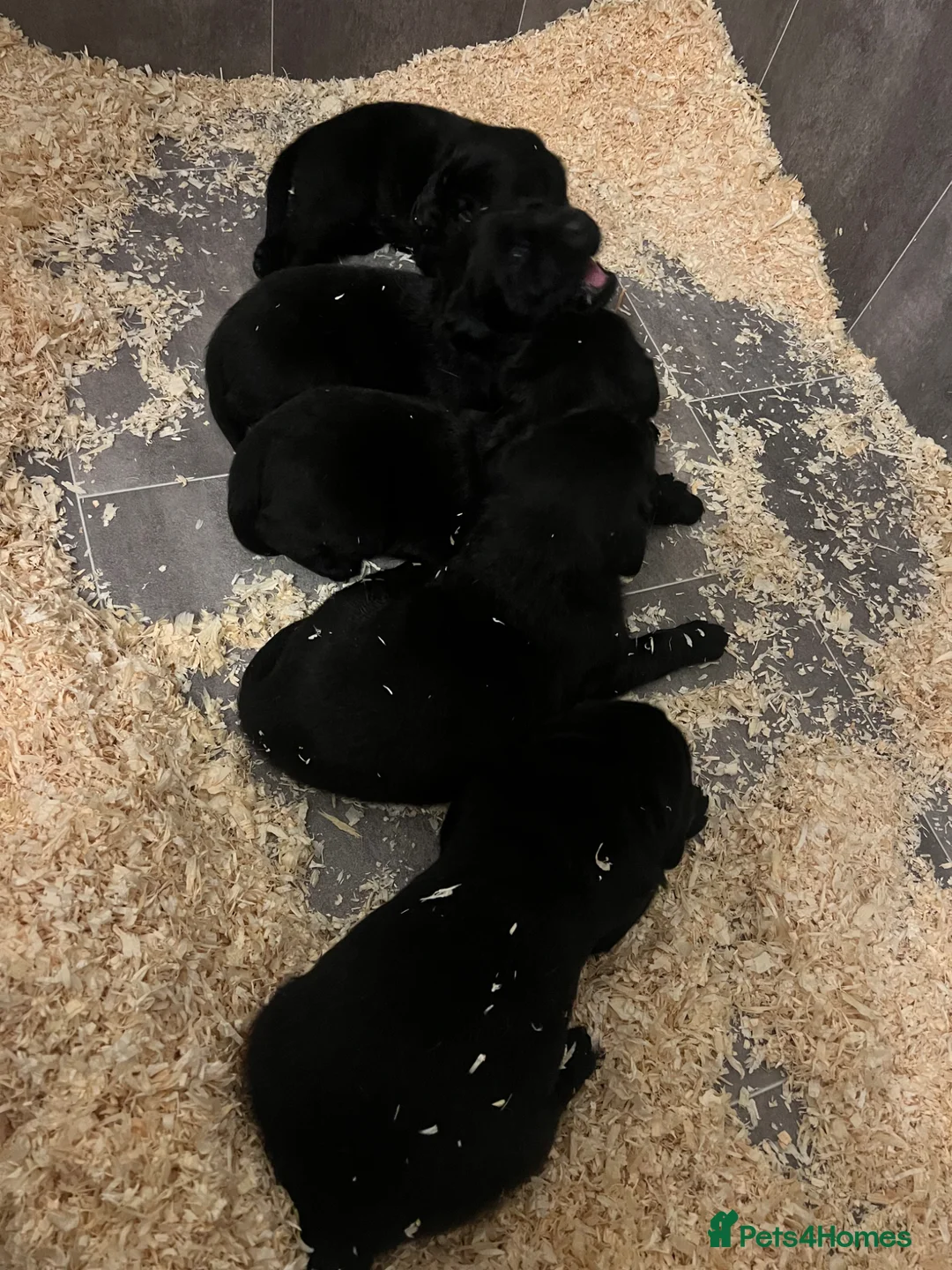 Labrador Retriever dogs for sale: Beautiful KC registered Labrador puppies in Blackwood - Advert 14