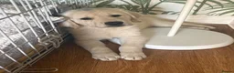 Golden Retriever dogs for sale: Pure Gentle Golden Retriever puppies  - Advert 15