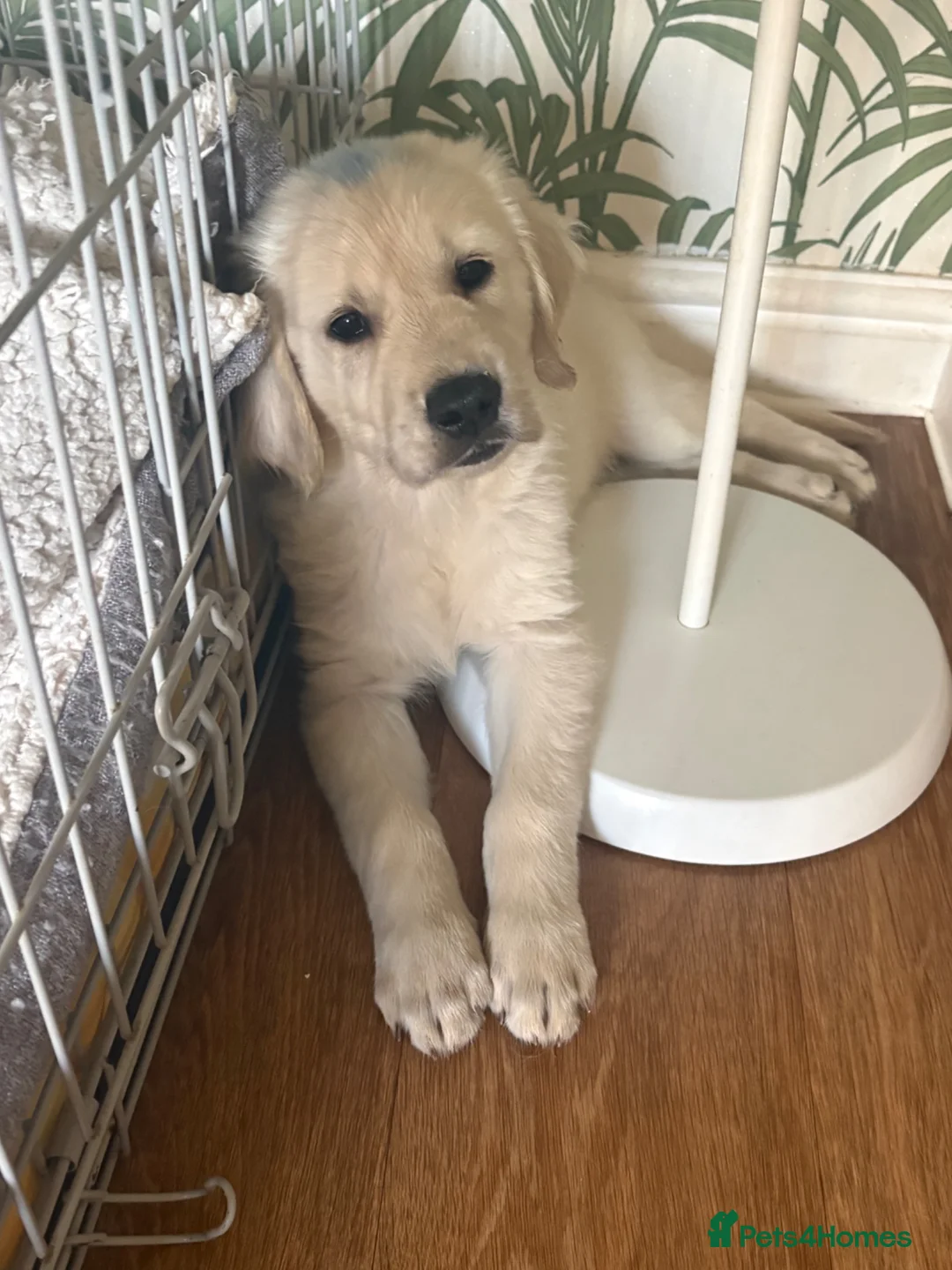 Golden Retriever dogs for sale: Pure Gentle Golden Retriever puppies  - Advert 15