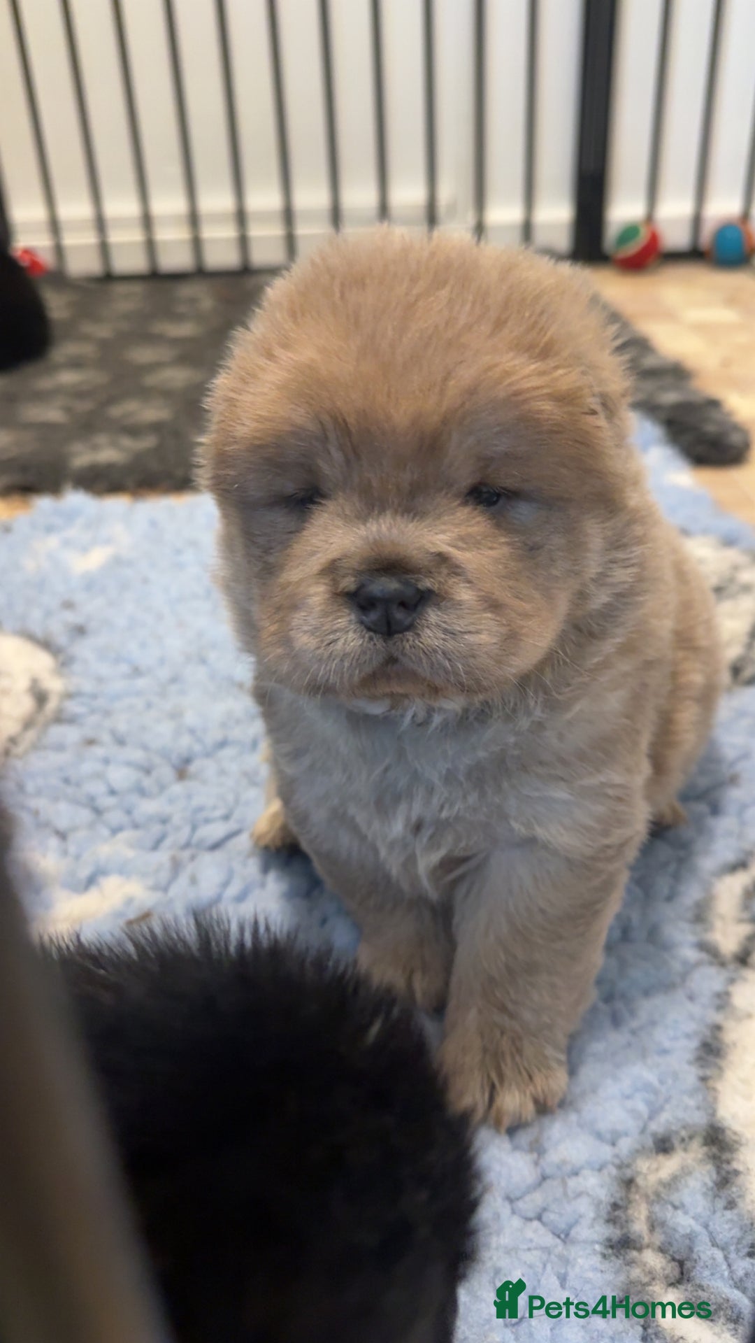 Chow Chow dogs for sale: KC reg chow chows ready to leave 24 dec! REDUCED - Advert 23