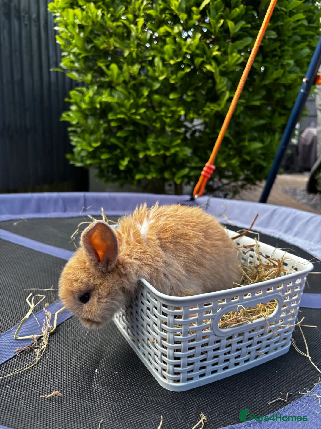 Mini Lop rabbits for sale: Pure breed Mini Lop bunnies  - Advert 40