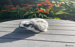 Mini Lop rabbits for sale: Beautiful Mini Lop Bunnies - Image 8