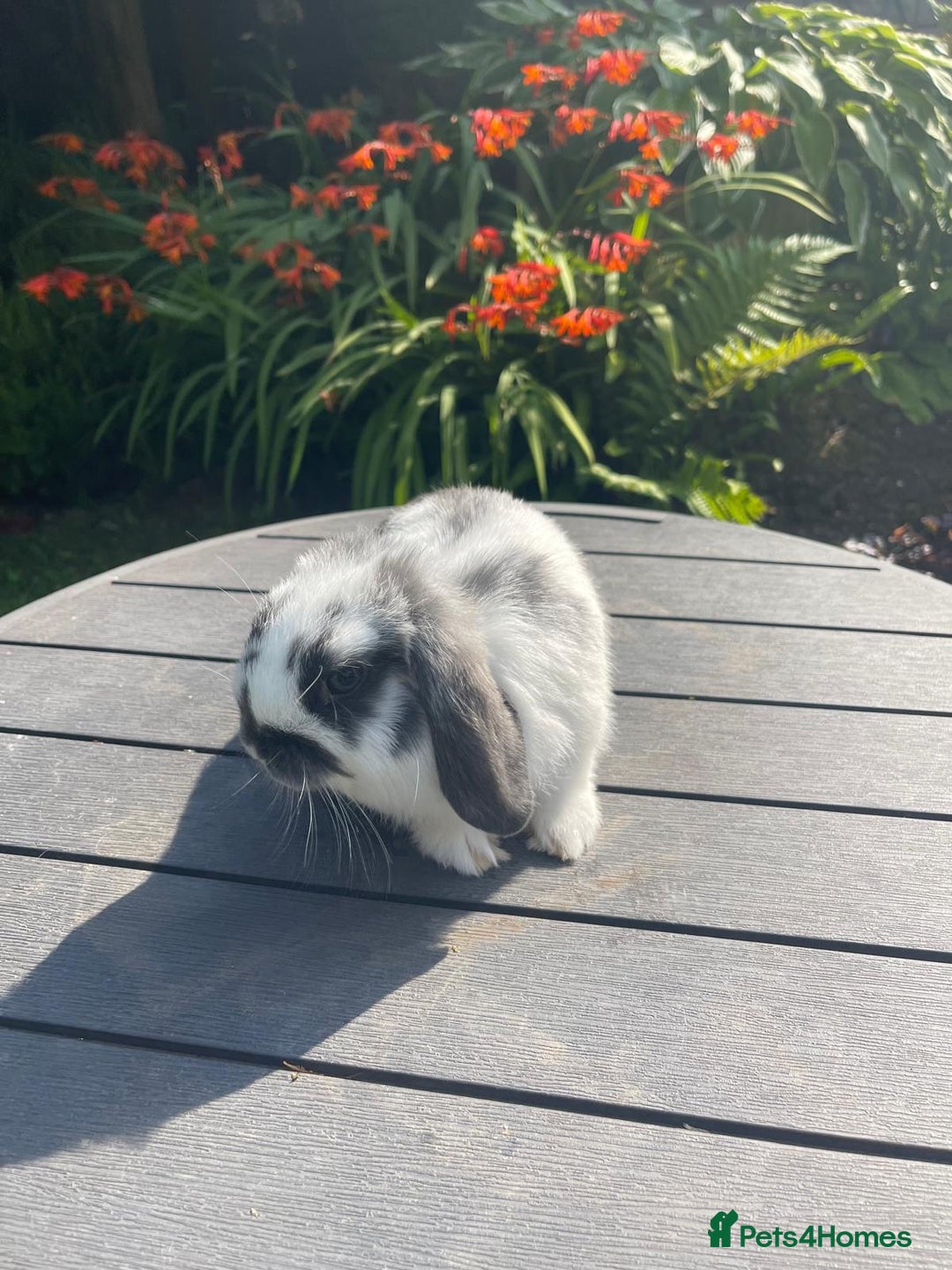 Mini Lop rabbits for sale: Beautiful Mini Lop Bunnies - Image 8