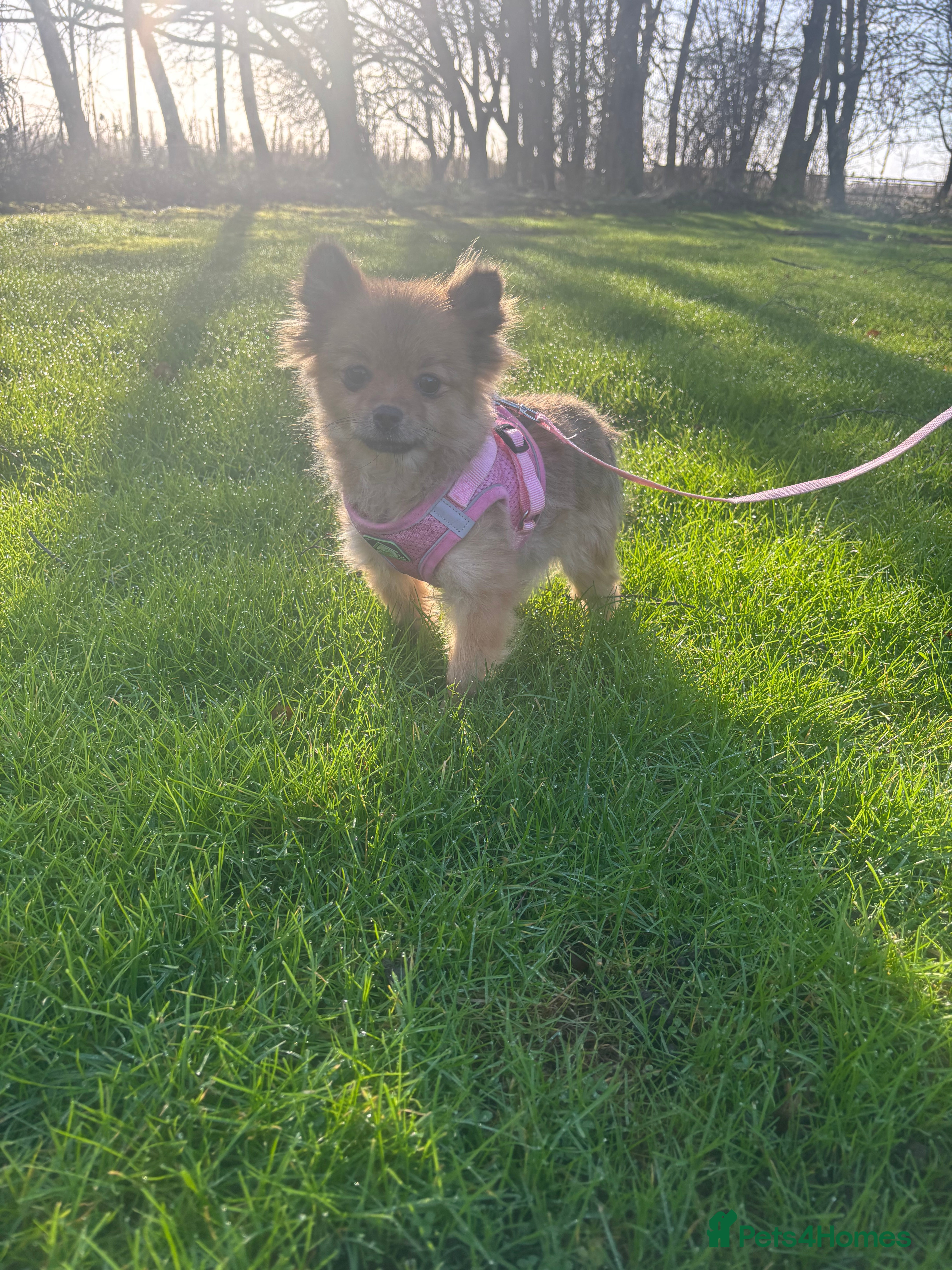 Pomeranian dogs Beautiful Adult Pomeranian Girl - Advert 3