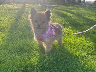 Pomeranian dogs Beautiful Adult Pomeranian Girl - Advert 16