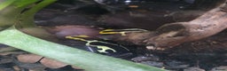 Frog reptiles for sale: Bioactive Vivarium(45×30×30cm)–Includes Dart Frogs - Advert 2