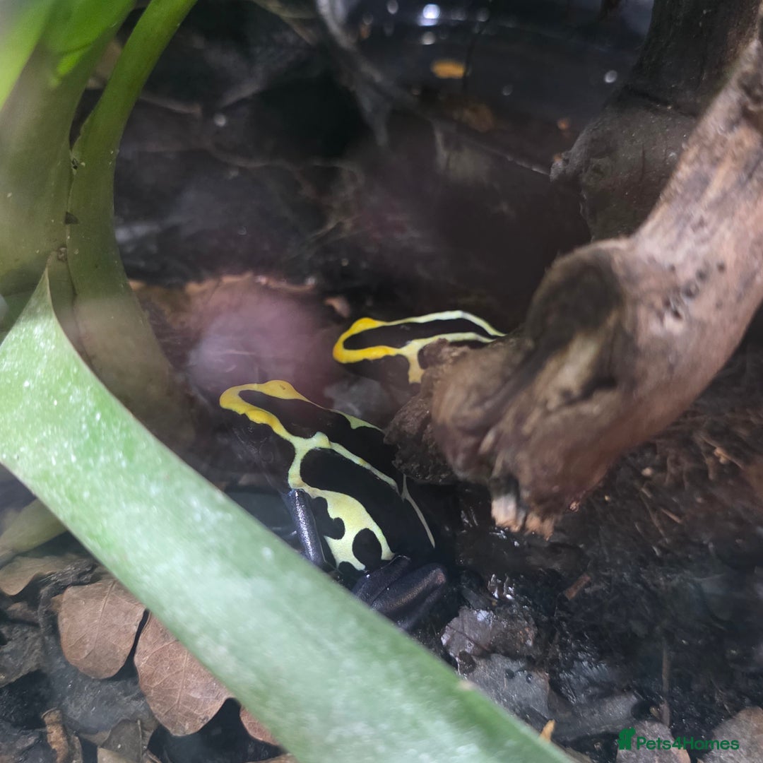 Frog reptiles for sale: Bioactive Vivarium(45×30×30cm)–Includes Dart Frogs - Advert 2