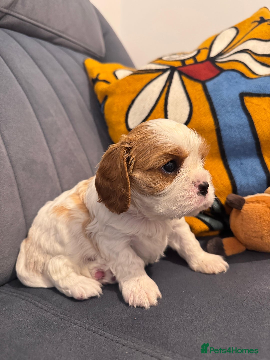 Cavalier King Charles Spaniel dogs for sale: Cavalier Pups – 0.10% COI, Health Tested, KC Reg - Image 22