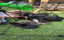 Dwarf Lop rabbits for sale: 9 Dwarf lop Rabbits ready for a new home - Image 18