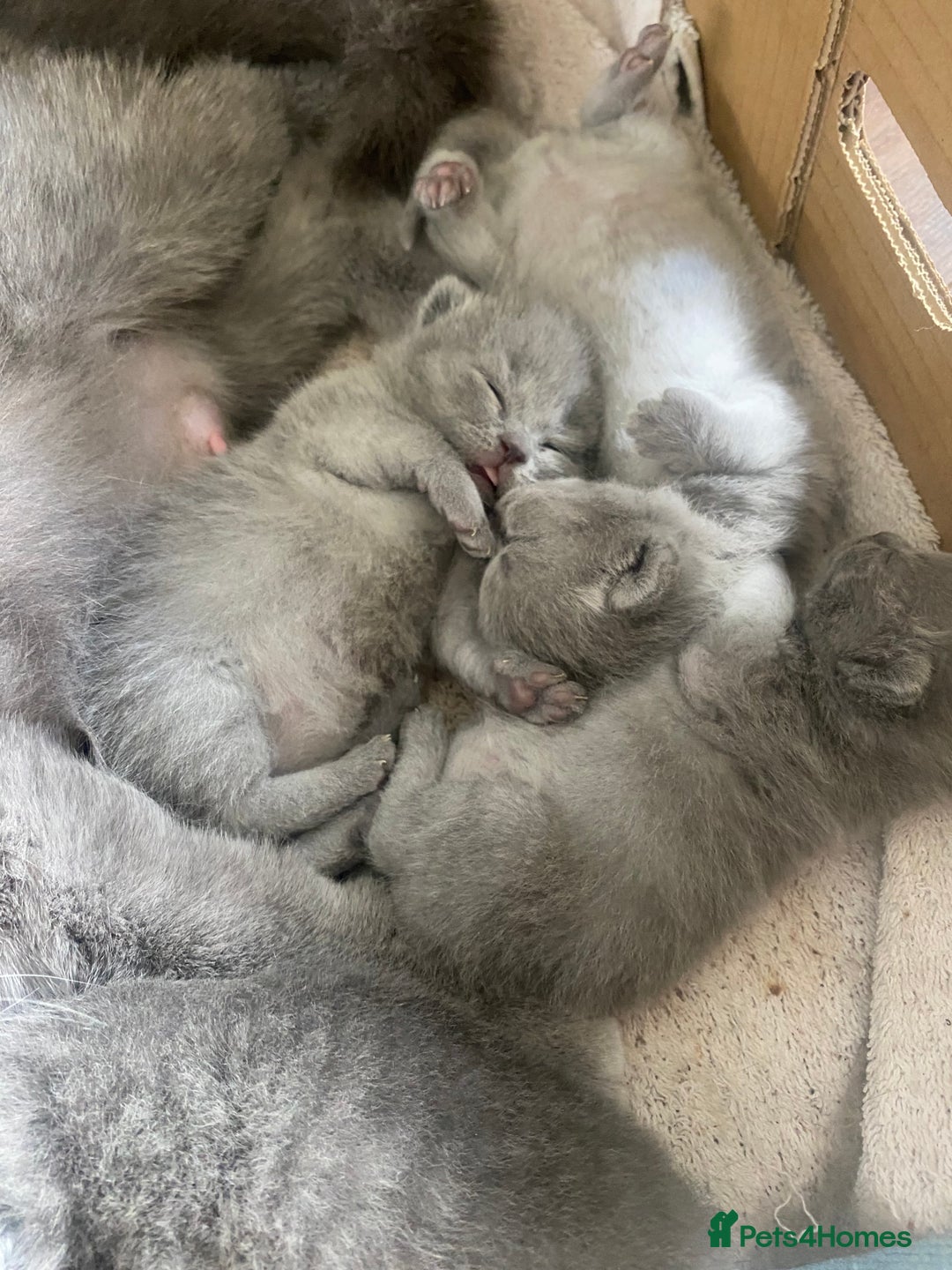British Shorthair cats for sale: Full British blue shorthair  - Image 5
