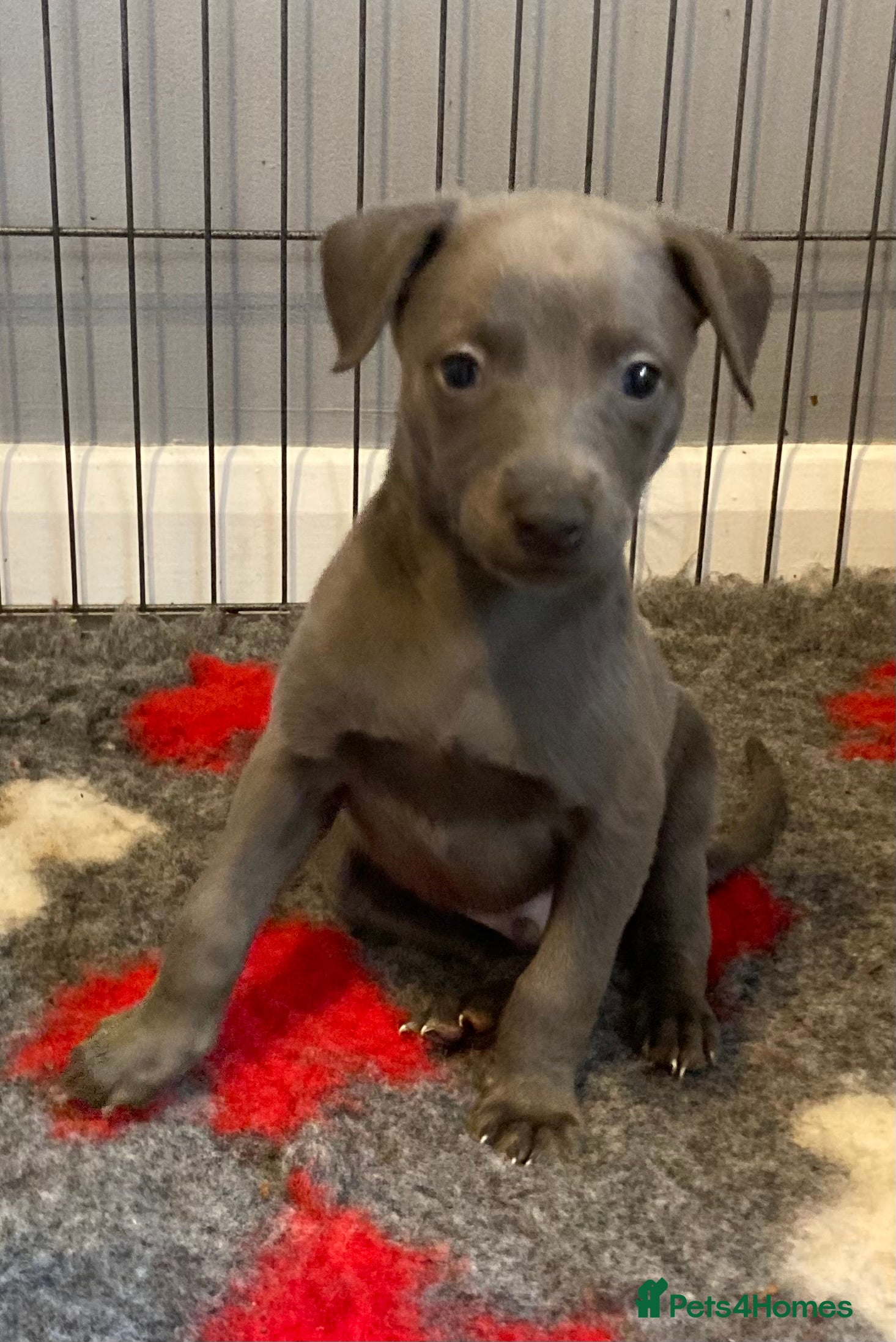 Whippet dogs Stunning Blue KC Reg Whippets Pups  - Advert 2