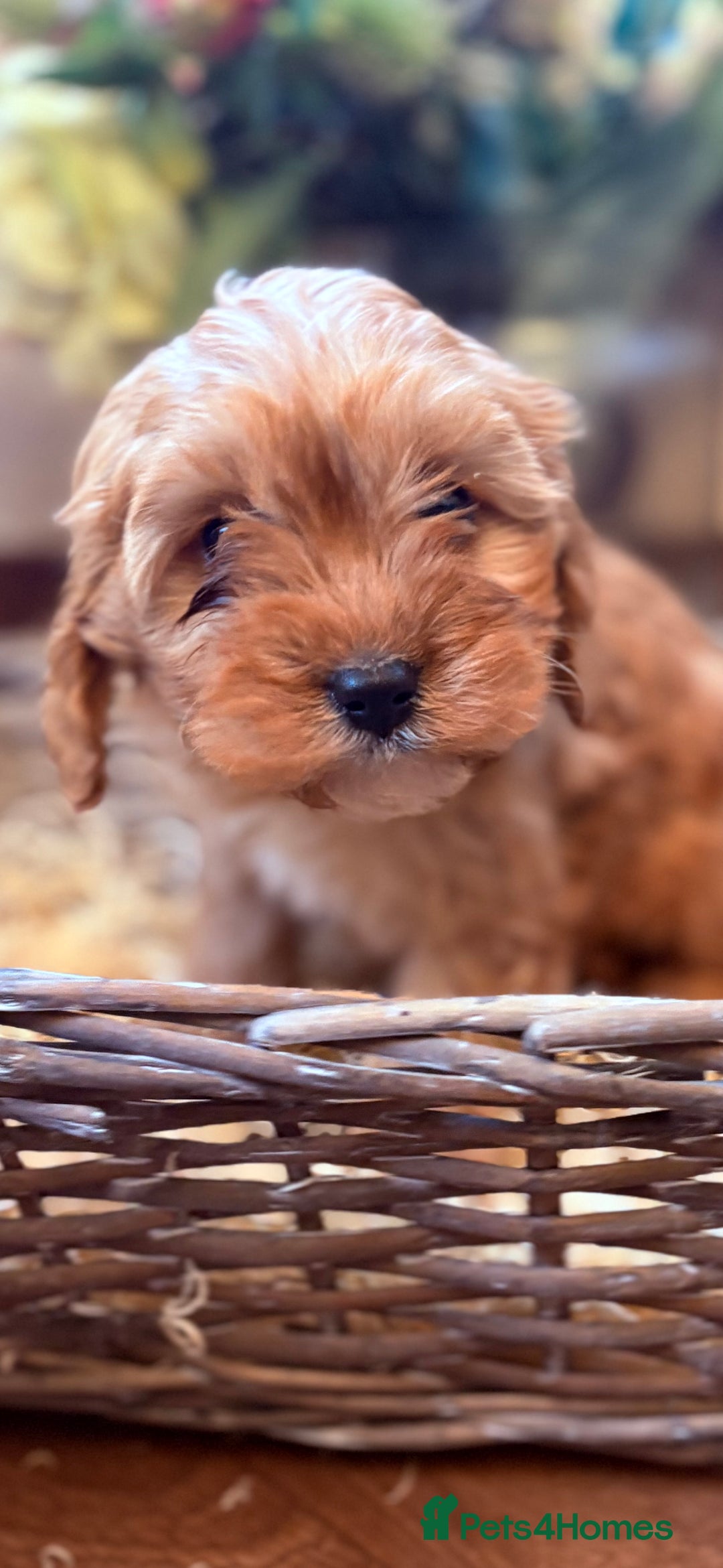 Cavapoo dogs for sale: Health tested toy cavapoo boys - Advert 26