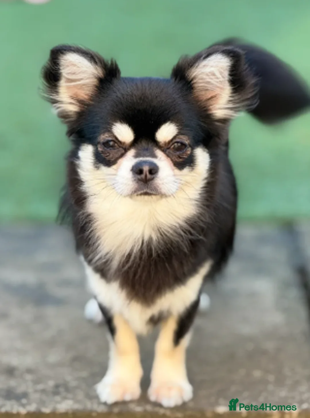 Chihuahua dogs for stud: Tri colour long coat male for stud  - Advert 1