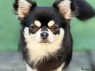 Chihuahua dogs Tri colour long coat male for stud - Advert 1