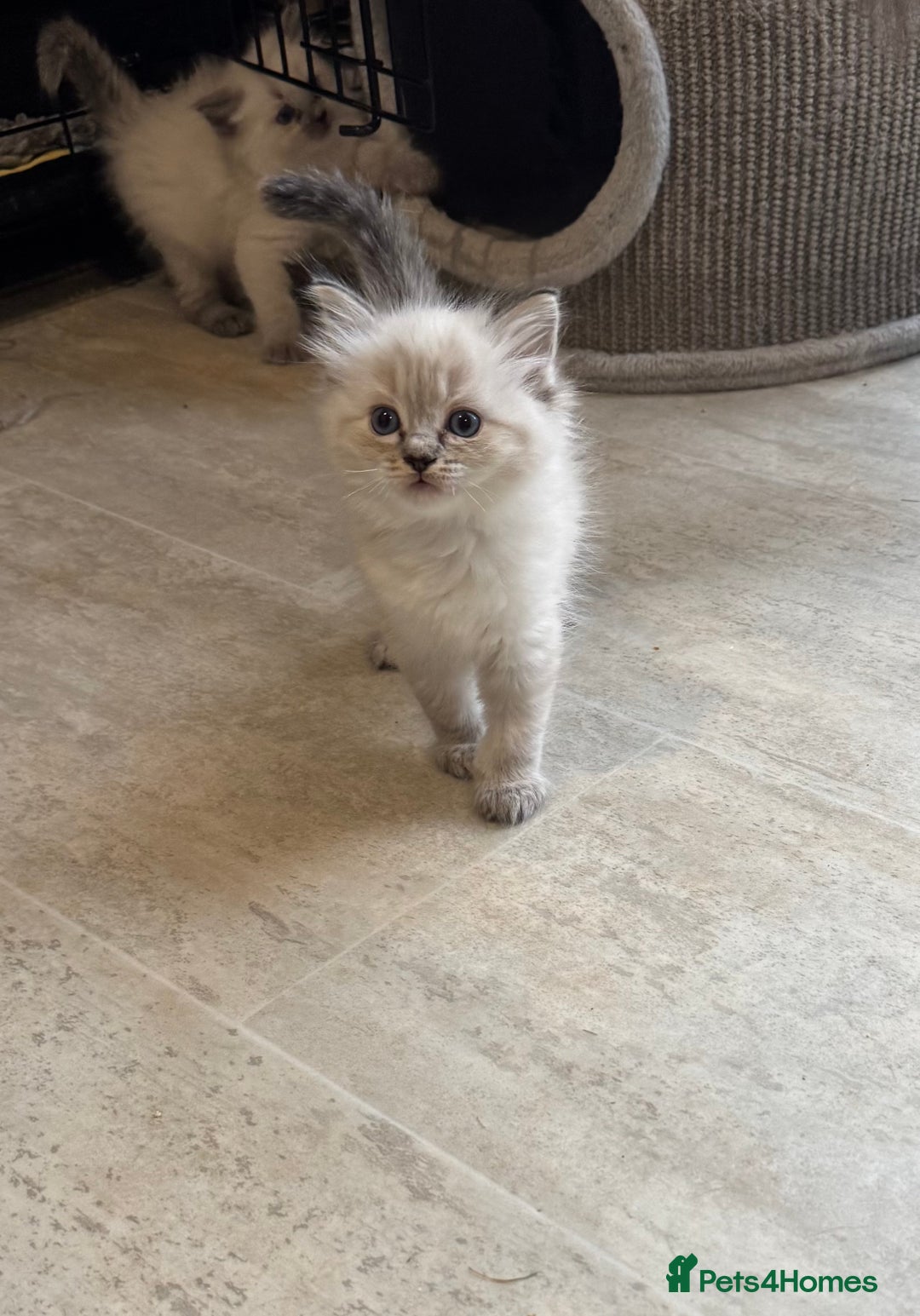 Ragdoll cats for sale: Ragdoll kittens - Advert 7