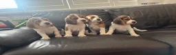 Beagle dogs for sale: Beautiful Beagles(ready now) - Advert 12