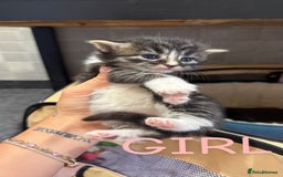 Mixed Breed cats for sale: Kittens for their forever home - Image 2