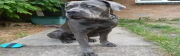 Cane Corso dogs for sale: Xmen blood line cane corso pups for sale  in London - Advert 2