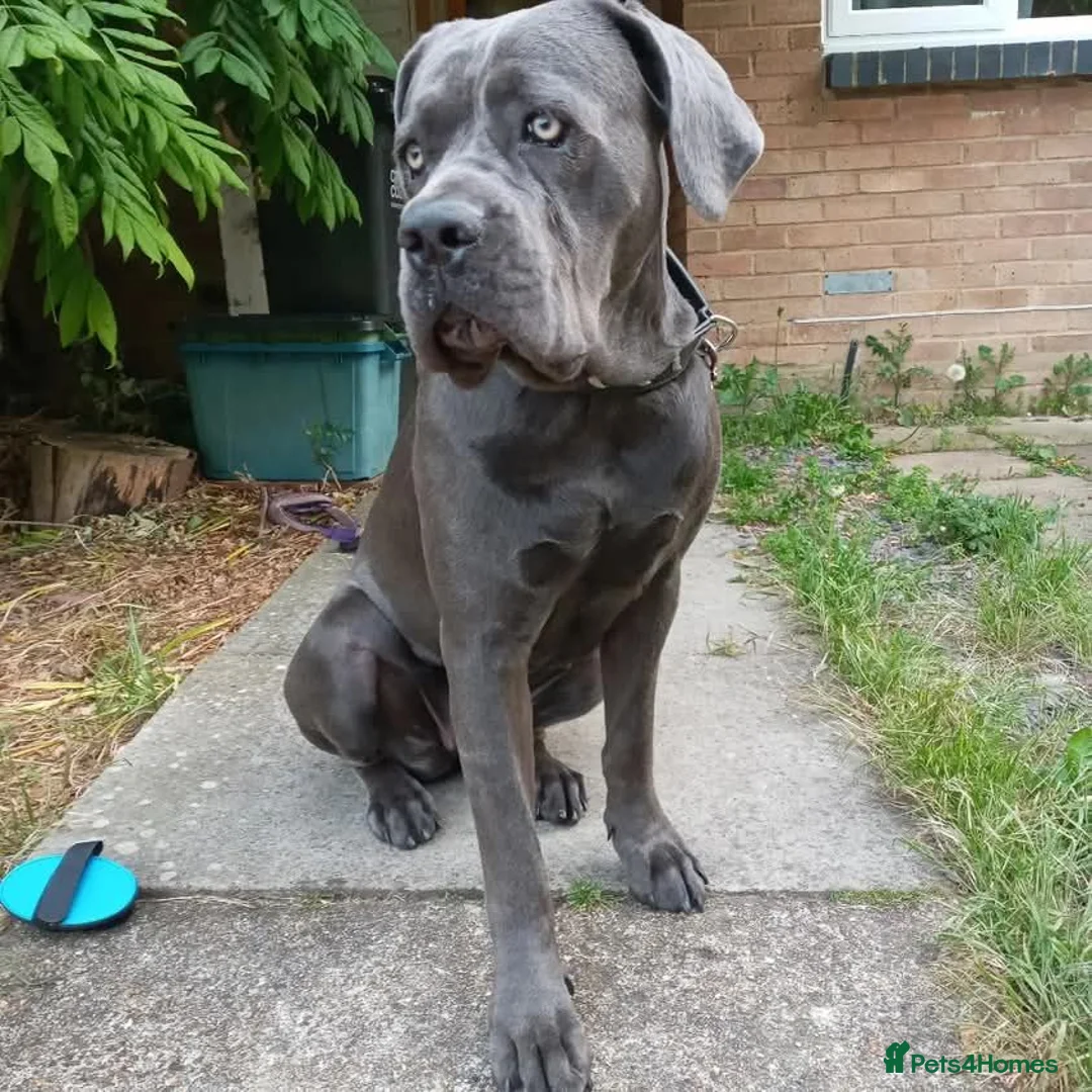 Cane Corso dogs for sale: Xmen blood line cane corso pups for sale  in London - Advert 2