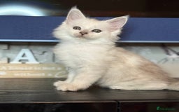 Maine Coon cats for sale: Outstanding Blue Silver Shaded Maine Coon Kittens - Image 15
