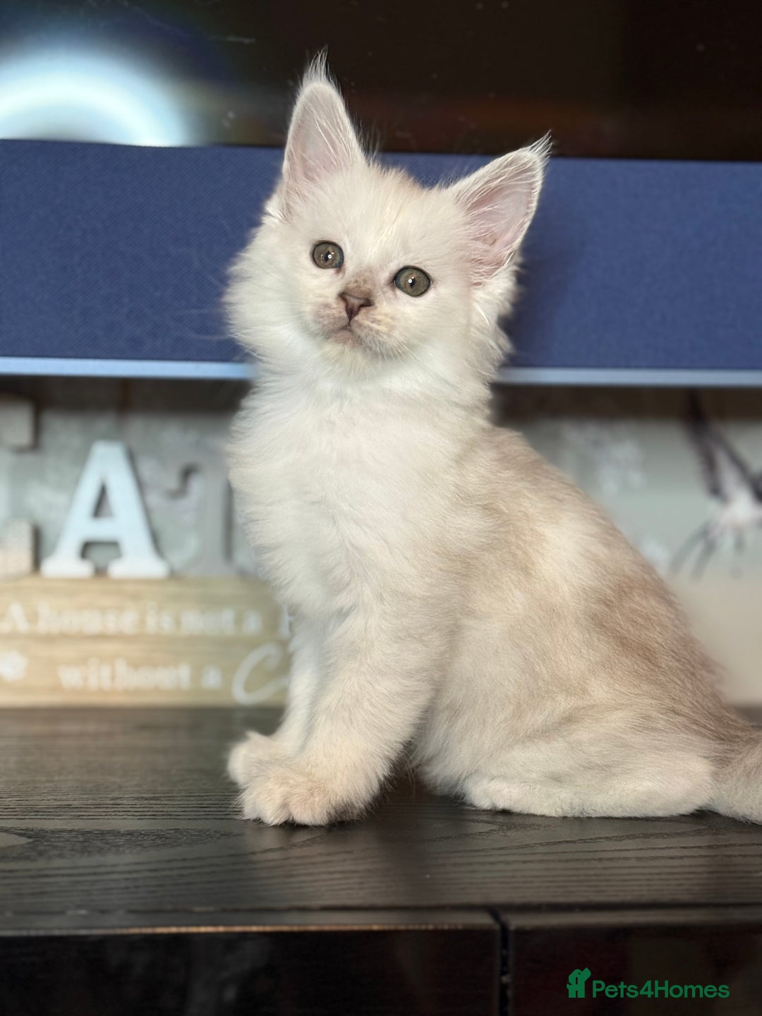 Maine Coon cats for sale: Outstanding Blue Silver Shaded Maine Coon Kittens - Image 15