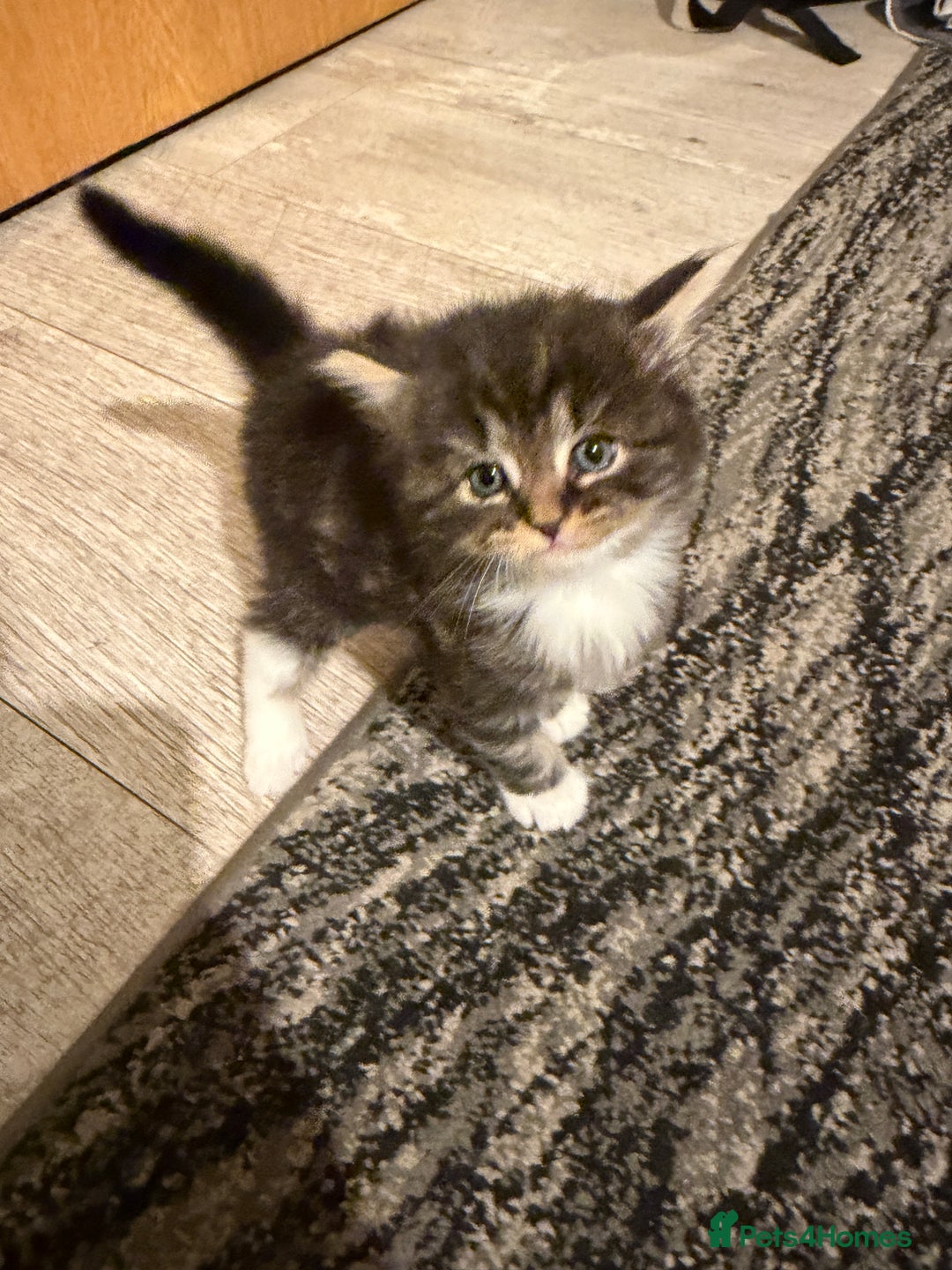 Domestic Shorthair cats for sale: Adorable Kittens - Advert 3