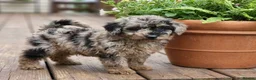 Mixed Breed dogs for sale: Foodle Puppies  in Todmorden - Advert 1