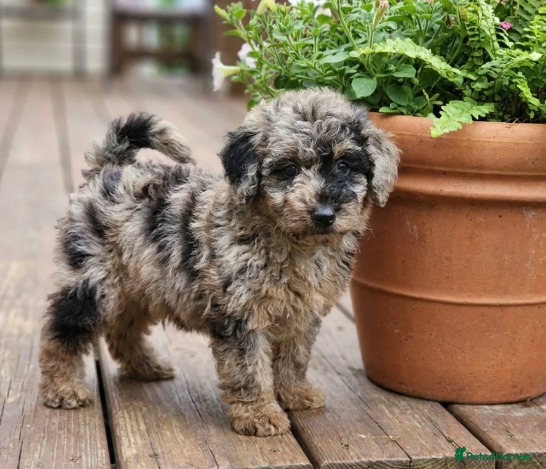Mixed Breed dogs for sale: Foodle Puppies  in Todmorden - Advert 1