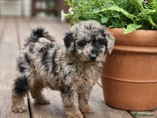Mixed Breed dogs Foodle Puppies - Advert 1