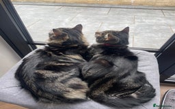 Mixed Breed cats for sale: Beautiful brothers  - Image 3