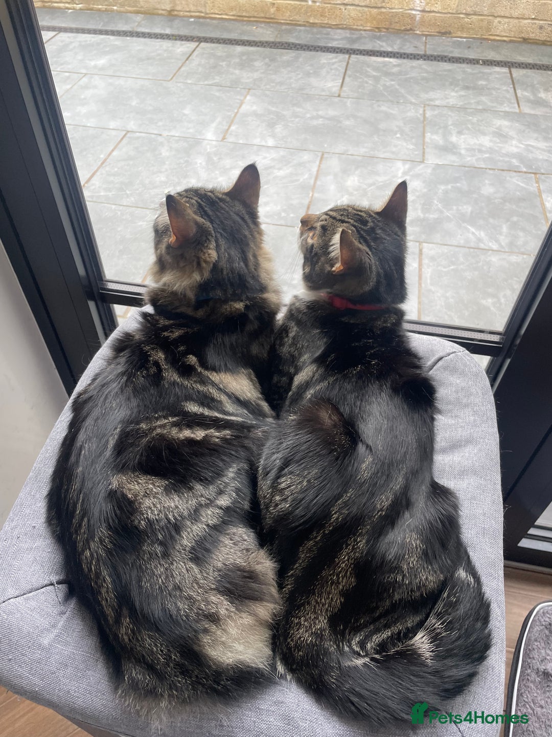 Mixed Breed cats for sale: Beautiful brothers  - Image 3