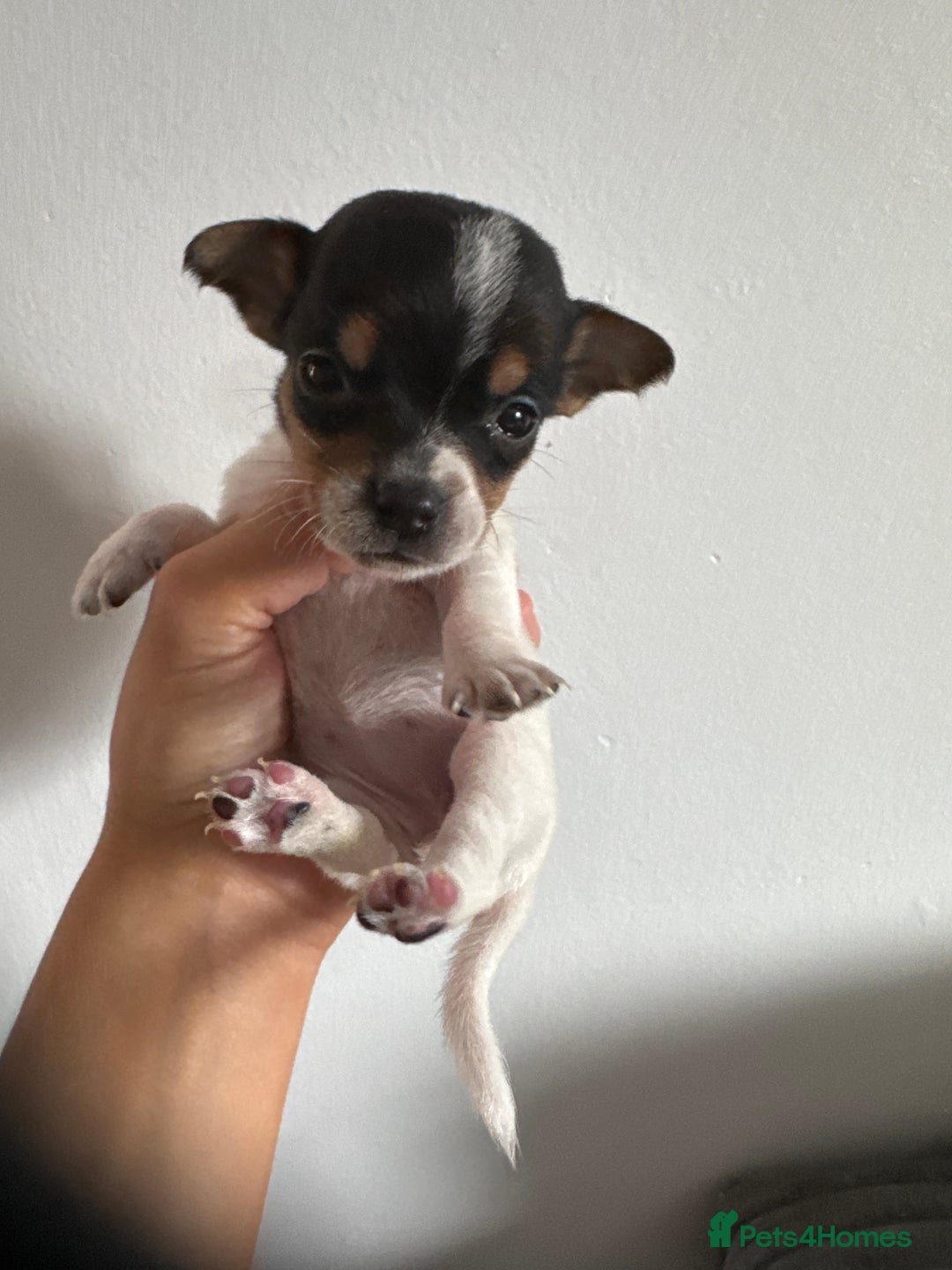 Jack Russell dogs for sale: 9 Jack Russel merles - Image 16