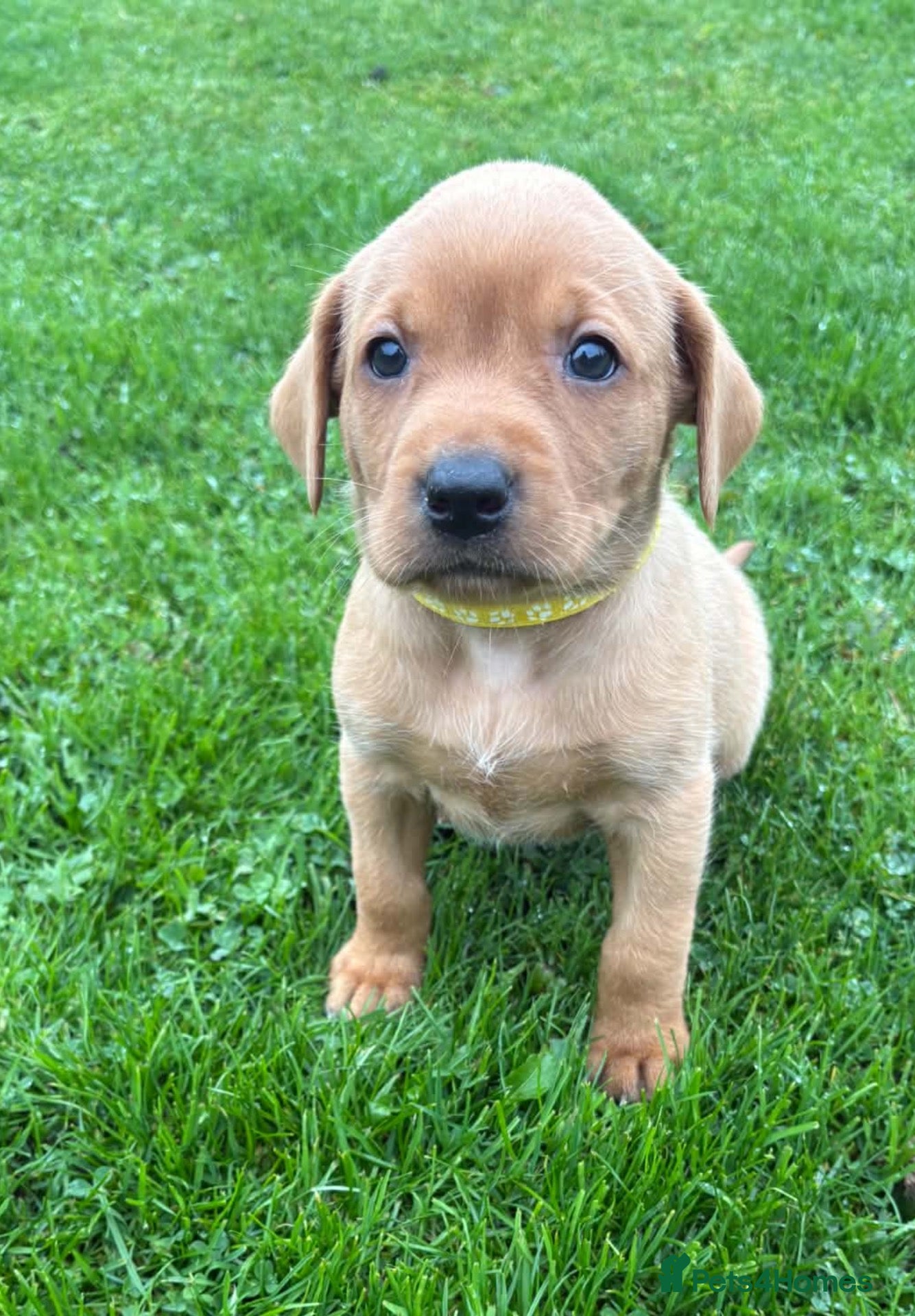 Labrador Retriever dogs LABRADOR PUPS. KC REG & COUNCIL LICENSED. 0%ROI - Advert 2