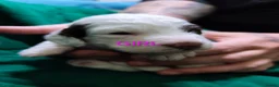 Sproodle dogs for sale: 6 beautiful sproodle puppies in Wigton - Advert 5