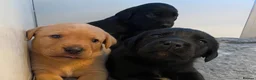 Labrador Retriever dogs for sale: KC REG Yellow/fox red and Black Labrador puppies  - Advert 11
