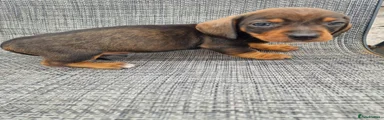 Dachshund 4