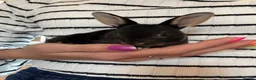 Rex rabbits for sale: Black Otter Mini Rex Bunnies  - Advert 10