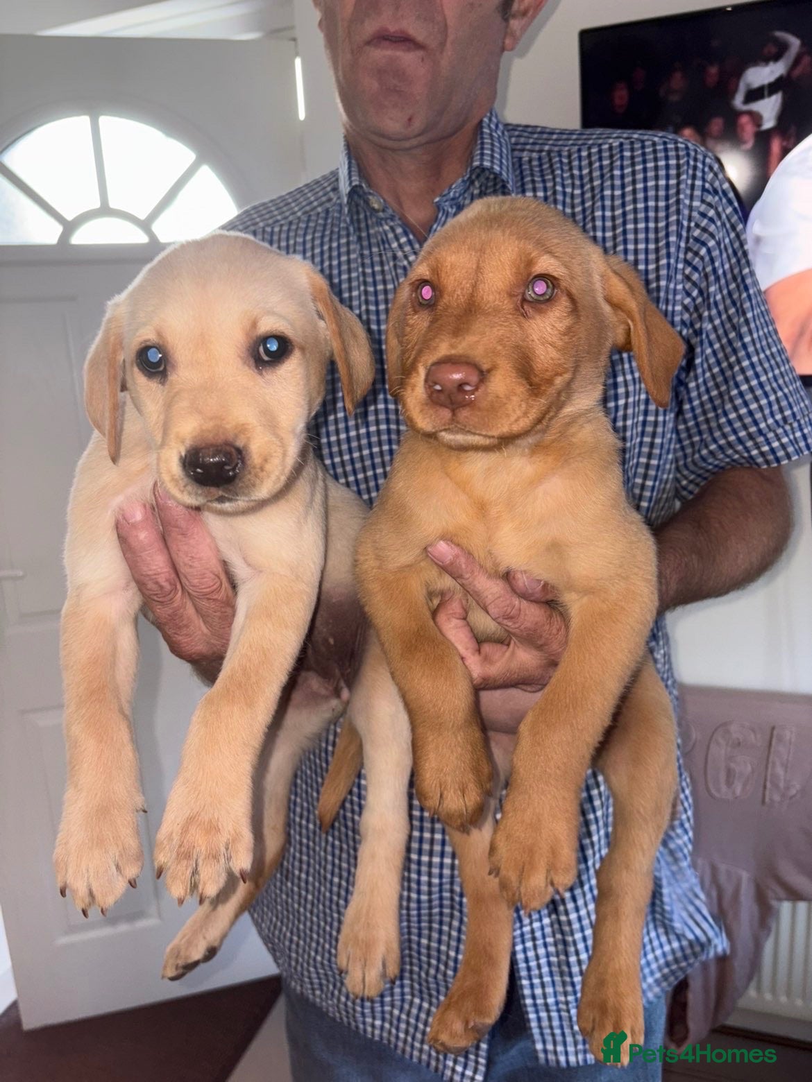Labrador Retriever dogs Beautiful Labrador puppies  - Advert 14