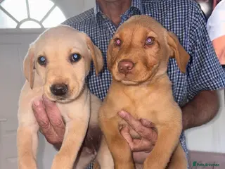 Labrador Retriever dogs Beautiful Labrador puppies - Advert 14
