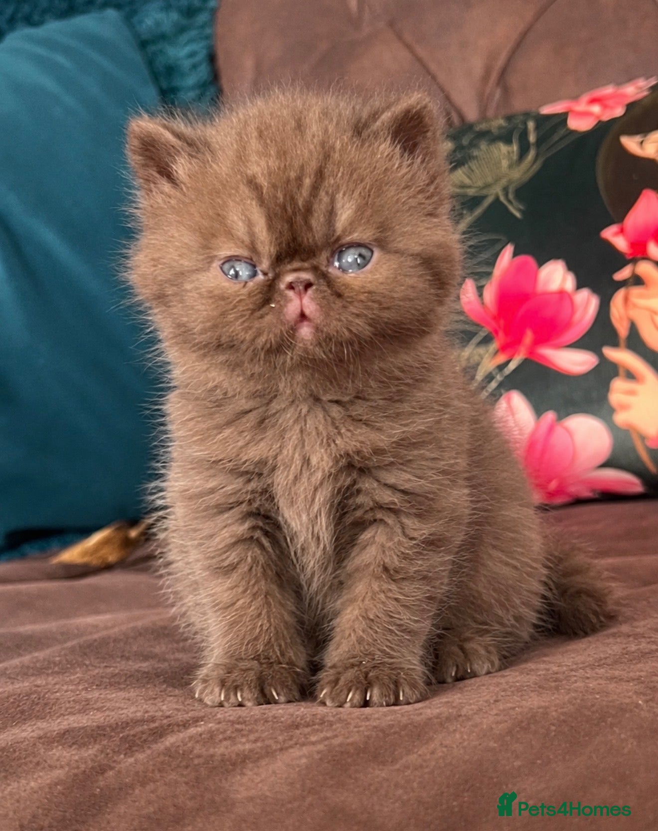 Persian cats Litter of Persian & Exotic Kittens Available  - Advert 5