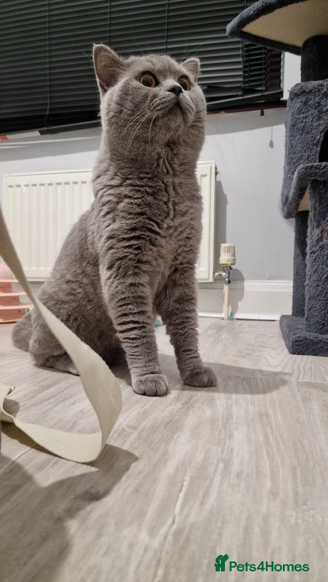 British Shorthair cats for stud: GCCF Active BLUE BOY for stud 💙 in Bexleyheath - Advert 15