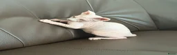 Sphynx cats for sale: sphynx kittens for sale - Advert 11