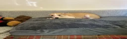 Whippet dogs for sale: Whippet in Doncaster - Advert 9